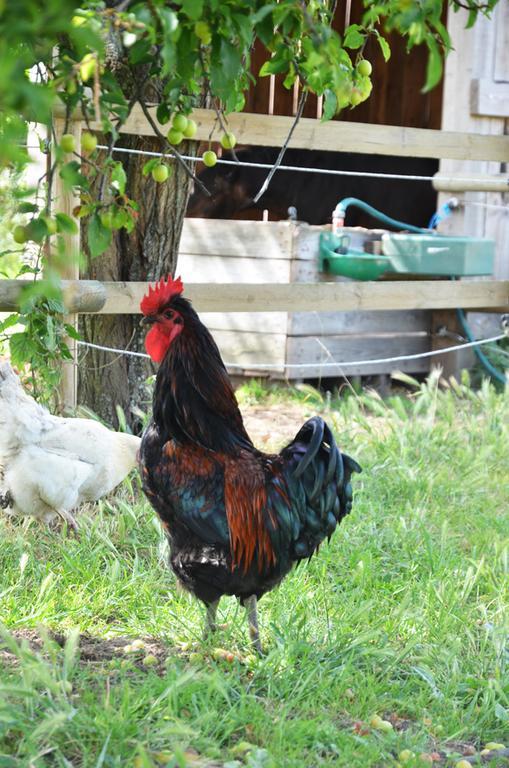 La Petite Ferme Bed & Breakfast Mazé Eksteriør bilde